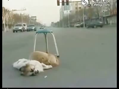 SAD: Poor Dog Won't Leave his Friends Side who Died in the Middle of the Road