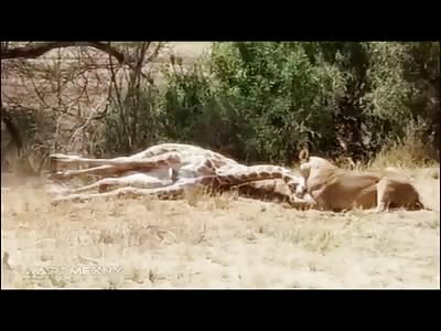 Lion leaps to take down Giant Giraffe then Strangle it to Death Slowly 