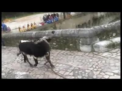Bull on a Mission Sends Scared Guy Flying off a Bridge