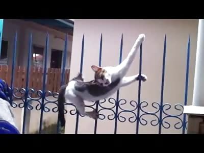 This Cat does Have 9 Lives...Watch this Amazing Rescue of an Impaled Feline on a Spiked Fence