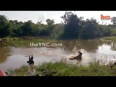 Cool Video of a Crocodile Catches a Leaping Impala Mid Air
