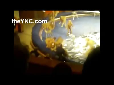 Different Footage of the Lion Trainer Mauled to Death by Lions