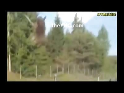 Giant Moose Hit by Car goes Airborne all Caught on Camera