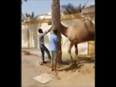 Camel about to Be Killed Enacts his Final Revenge on the Men Trying to Kill It 