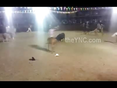 Bull Attacks a Horse Carrying a Man with an Orange Shirt .... The Man Then Gets Pummeled 