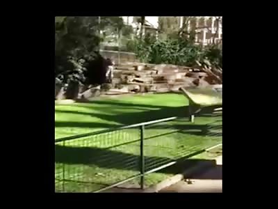 Shocking Video Shows Lion Pride Attack a Man