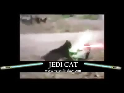 Jedi Cat