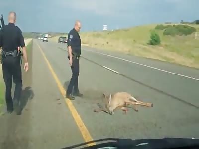 humane cop shoots an injured deer with a shotgun