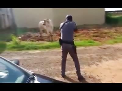 Police Officer Kills a Mad Bull with point Blank Rifle Shot 