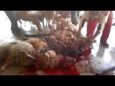 Sheep Slaughtered 1 by 1