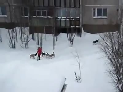 Hero saves lady from attacking wolves