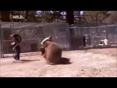Bear kills man
