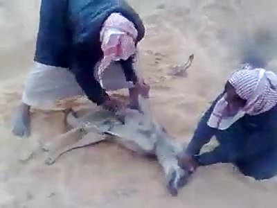 Vengeful Bastards Hold Down Wolf and Stabb him to Death (GRAPHIC 18+)