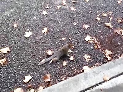 Squirrel Still Alive and Moving after Getting Back Legs Crushed by Car