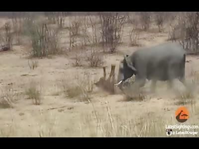 NATURE: Elephant Attacks and Kills a Buffalo