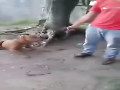 Angry Father Murders Pitbull that Attacked his Daughter