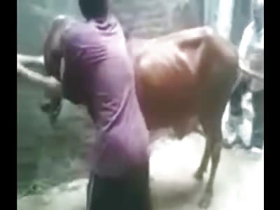 COW KARMA: Man Dies While Performing Sacrifice on Cow During Muslim Holiday EID