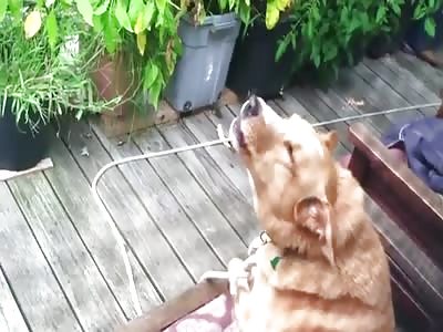Cecil the Dog Responds to Howling Wolves the Best way he Can