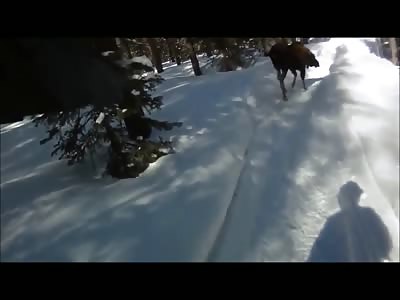 MOOSE ATTACKS (case 1 & 2)