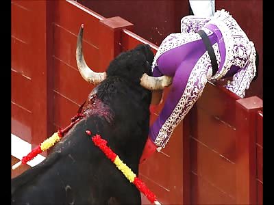 The lovely revenge of the bull