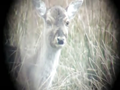GRAPHIC: Deer Head Explodes From Bullet Impact (SLOW MOTION )