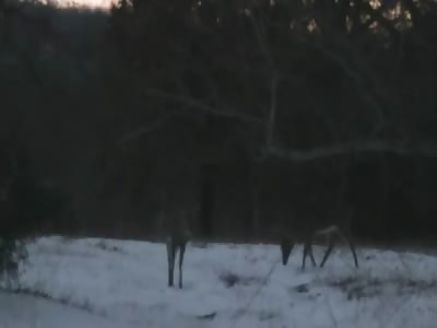 50 BMG VS DEER