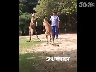ROO FIGHT IN THE ZOO