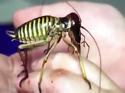 THE RESEARCHER SPEAKS CALMLY WHILE A GIANT TREE WETA PRETTY MUCH ANNIHILATES HER HANDS.