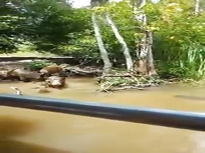 TOURISTS FEED BOARS TO ATTRACT CROCODILES