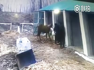 PITBULL ATTACKS A HORSE AND PEOPLE