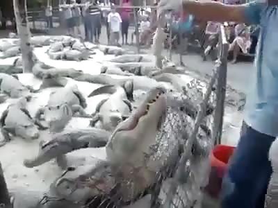 FEEDING CROCODILES