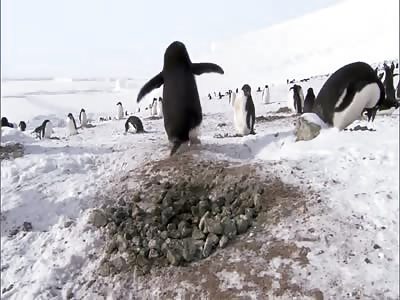 penguin steals from his fellow