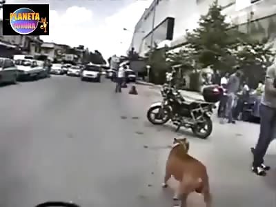 Police in mexico killing a pit bull