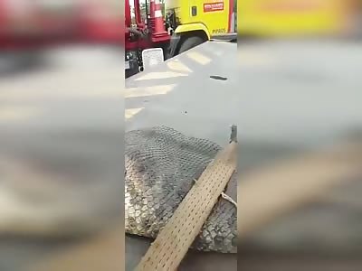 Man films 7 metre dead snake in Brazil 