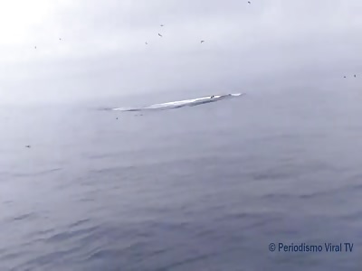 Humpback Whale Breaches on Top of Kayakers