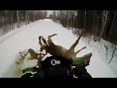 Snowmobile Hits Deer