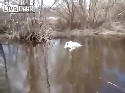 swans seek help from humans