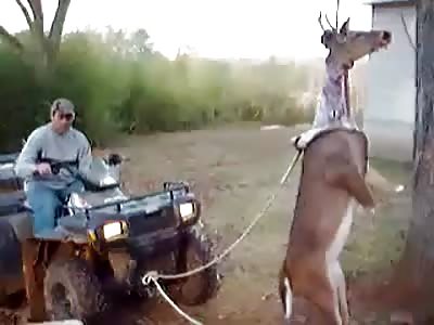 Using an ATV to skin a deer