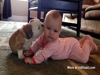 Tiny Bulldog Kissing Baby