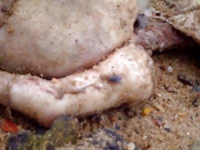 feto encontrado na praia