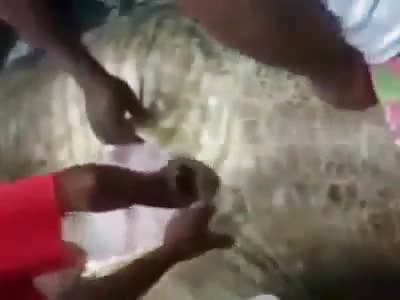 Wild crocodile killed and swallowed a Whole Man 