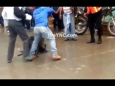 bull pit attack, maul and kills small dog on the street