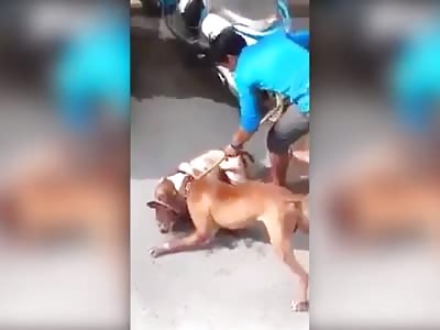 pit bull attack small dog, owner desperate to break them up