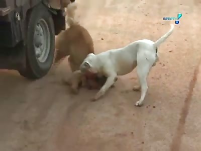 pit bull attack labrador on the street mexico