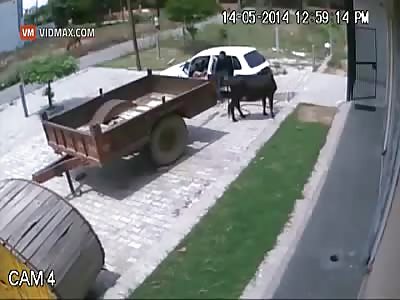 Guy steals a cow on CCTV, by forcing it inside of his small hatch-back car.