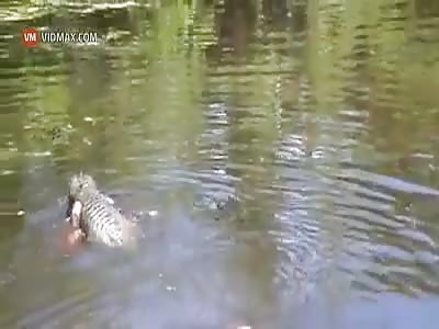 Man lets gators eat a marshmallow out of his mouth.