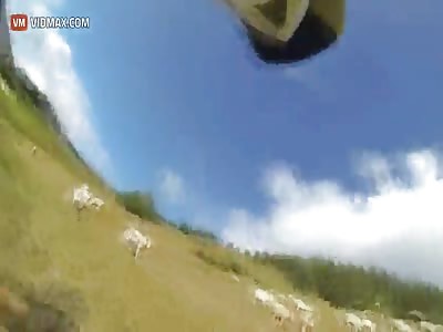 Mountain biker crashes into a cow