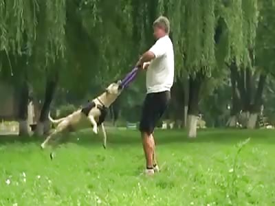 Parkour Pitbull